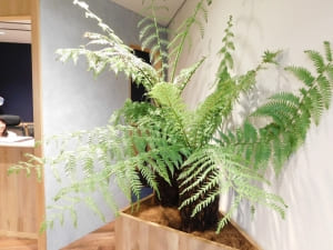 SYNTHブログを更新しました(緑・緑・緑)