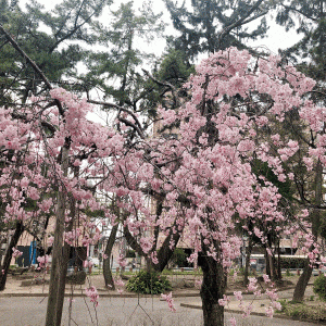 SYNTH四日市ブログを更新しました（お花見に行って参りました！）