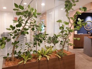 SYNTHブログを更新しました（新しい植物がSYNTHにやってきました！part6）