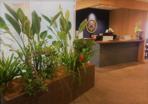 SYNTH(シンス)ブログを更新しました（新しい植物がSYNTH(シンス)にやってきました！part 11）