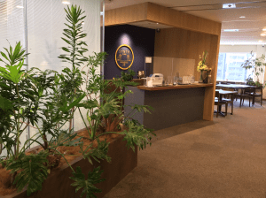 【SYNTH(シンス)堂島ブログ】を更新しました（新しい植物がSYNTH(シンス)にやってきました！part 12）