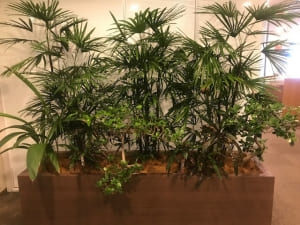 【SYNTH（シンス）堂島ブログ】を更新しました（新しい植物がSYNTH(シンス)にやってきました！part 13）