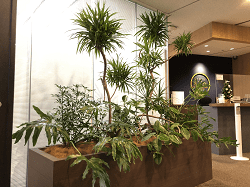 【SYNTH(シンス)堂島ブログ】を更新しました（新しい植物がSYNTH(シンス)にやってきました！part 15）