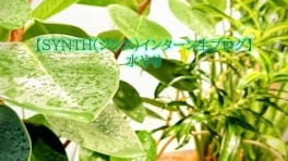【SYNTH(シンス)インターン生ブログ】を更新しました(水やり)