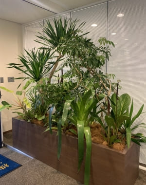 【SYNTH(シンス)堂島ブログ】を更新しました（新しい植物がSYNTH(シンス)にやってきました！part 17）