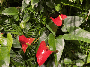 【SYNTH(シンス)北浜ブログ】を更新しました！（入口ゲート前の新しい植物）