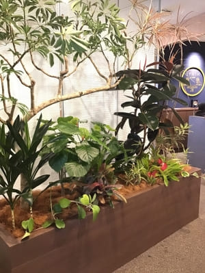 【SYNTH(シンス)堂島ブログ】更新しました。★新しい植物がSYNTH(シンス)にやってきました！part 20★