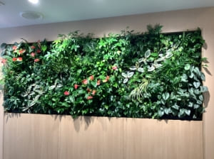 【SYNTH(シンス)北浜ブログ】を更新しました！　新しい植物がSYNTH（シンス）北浜にやってきました！