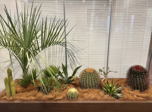 【SYNTH(シンス)堂島ブログ】更新しました★新しい植物がSYNTH(シンス)にやってきました！part 21★