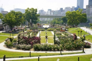 【SYNTH（シンス）堂島ブログ】★中之島バラ園のご紹介★