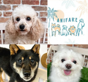 【SYNTH（シンス）西梅田ブリーゼタワーブログ】～保護犬譲渡会イベントのご紹介～