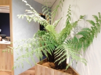 SYNTHブログを更新しました(緑・緑・緑)