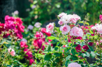 SYNTHブログを更新しました（堂島周辺街歩きレポート②）