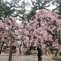 SYNTH四日市ブログを更新しました（お花見に行って参りました！）