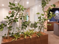 SYNTHブログを更新しました（新しい植物がSYNTHにやってきました！part6）