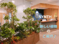 SYNTH(シンス)ブログを更新しました（新しい植物がSYNTHにやってきました！part10）