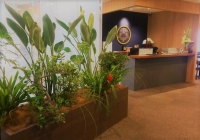 SYNTH(シンス)ブログを更新しました(新しい植物がSYNTH(シンス)にやってきました!part 11)