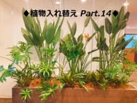 【SYNTH（シンス）堂島ブログ】を更新しました（新しい植物がSYNTH(シンス)にやってきました！part 14）