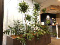 【SYNTH(シンス)堂島ブログ】を更新しました（新しい植物がSYNTH(シンス)にやってきました！part 15）