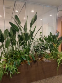 【SYNTH(シンス)堂島ブログ】を更新しました（新しい植物がSYNTH(シンス)にやってきました！part 16）