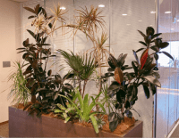 【SYNTH(シンス)堂島ブログ】を更新しました（新しい植物がSYNTH(シンス)にやってきました！part 18）