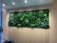 【SYNTH(シンス)北浜ブログ】を更新しました「新しい植物がSYNTH（シンス）北浜にやってきました！」