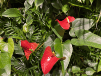 【SYNTH(シンス)北浜ブログ】を更新しました！（入口ゲート前の新しい植物）