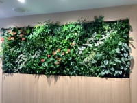 【SYNTH(シンス)北浜ブログ】を更新しました！　新しい植物がSYNTH（シンス）北浜にやってきました！